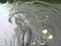 【ネオパークオキナワ】ピラルクへエサやり の動画、YouTube動画。