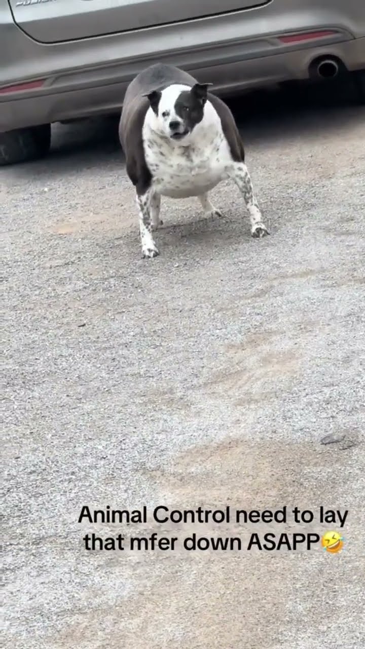 This the dog you be seeing at the gym or something