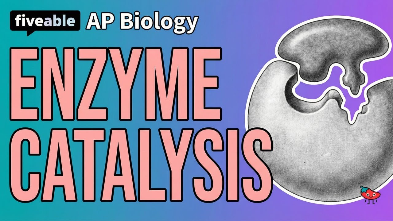 AP Biology - Enzyme Catalysis | Fiveable Cram Archive