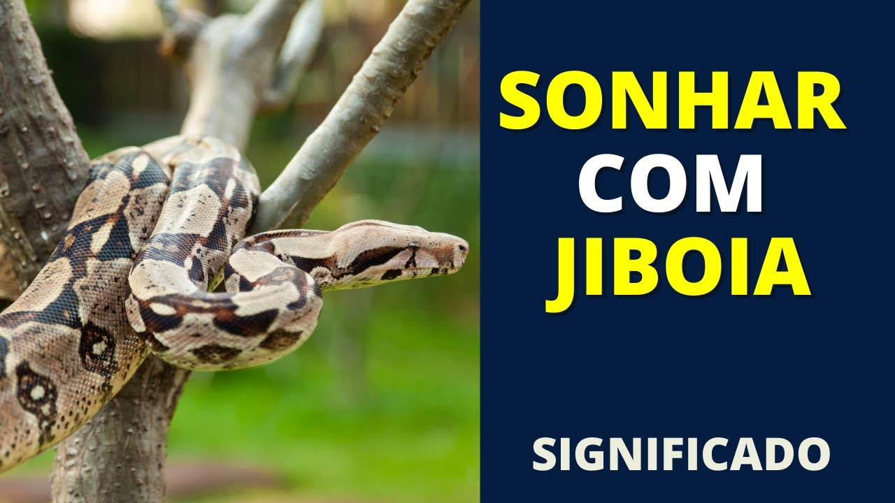 SONHAR COM JIBOIA - Descubra o significado - YouTube