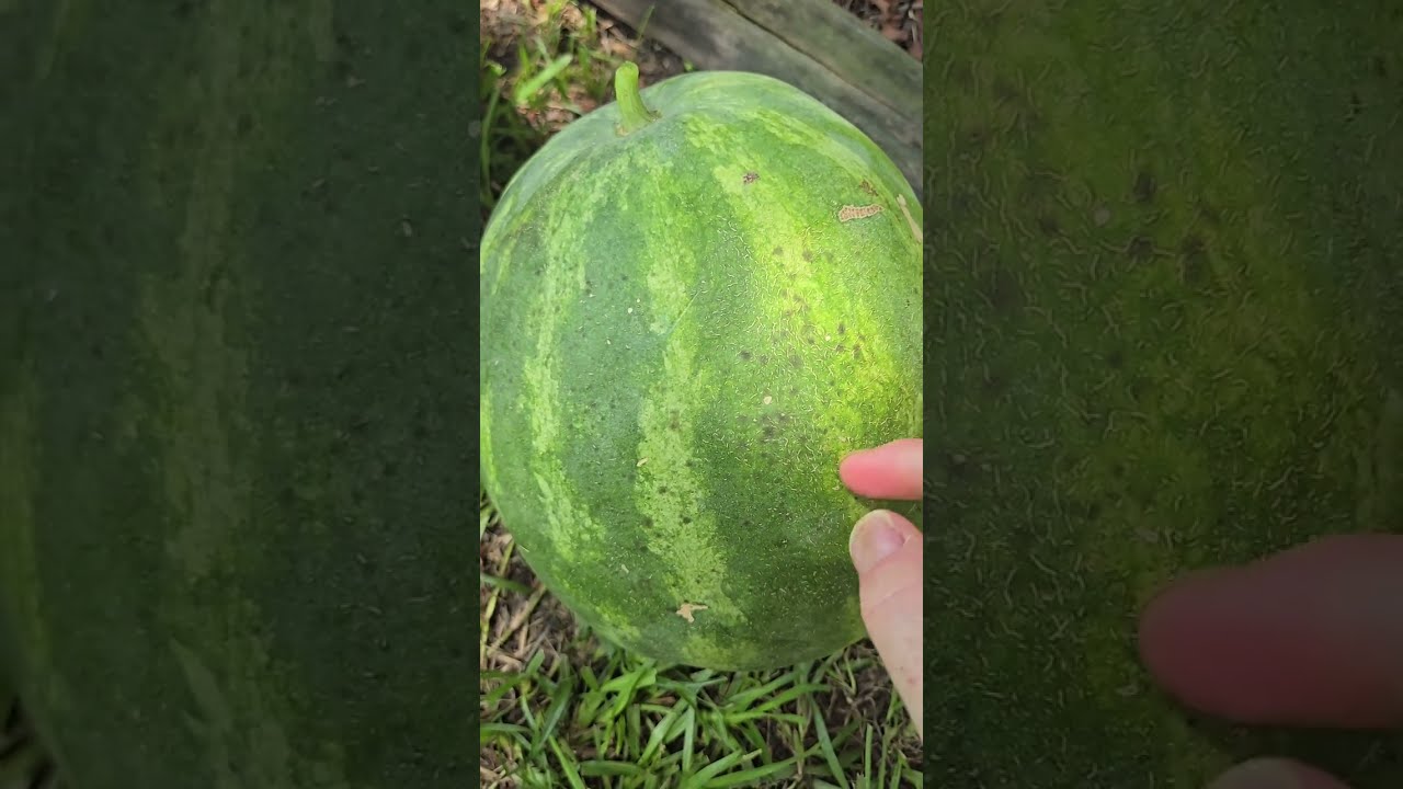Harvest Time | Mid August