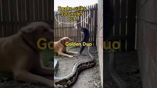 GOLDEN DUO! Dog & Cat Unleash on Giant Python Invader! 🤯 #python #PetHeroes #cat #dog Net Worth