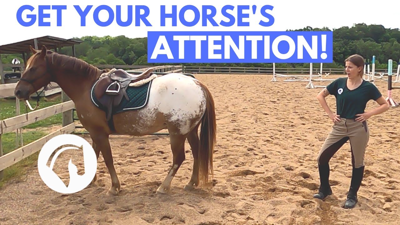HOW TO GET A HORSE’S ATTENTION (Easy Tips & Tricks) YouTube