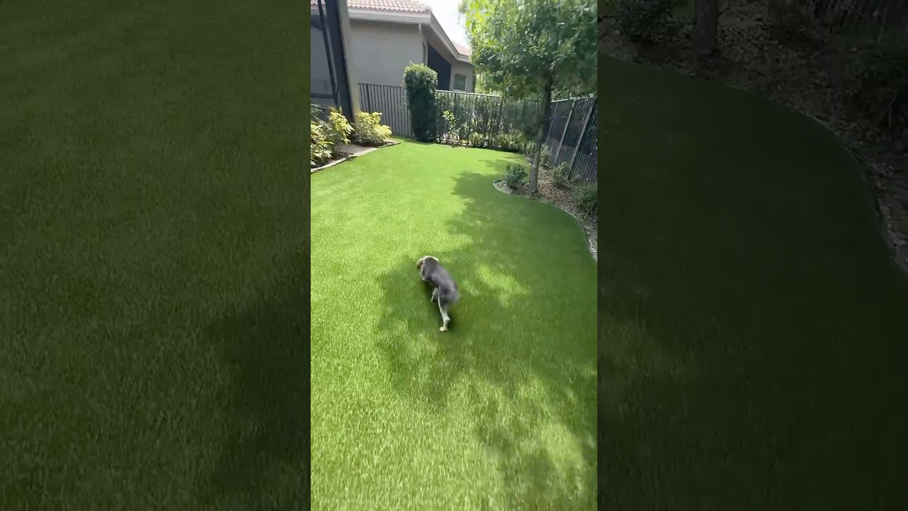 NO MORE YARD MAINTENANCE, NO MORE MUD TRACKS! PET FRIENDLY ARTIFICIAL GRASS INSTALL IN BOCA RATON