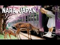 Nara The Mystical Japanese Village Where Wild Deer Bow Respectfully To Visitors 
