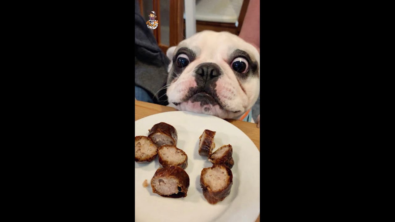 Essential New Puppy Food Safety Tips for a Healthy Start Dog Food