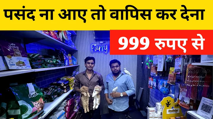 Video 11330471: maine coon persian cat, sphynx siamese, maine coon litter, breed maine coon