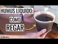 Cómo REGAR CON "HUMUS LÍQUIDO": dosis y plazos de un gran abono fertilizante líquido || en20metros