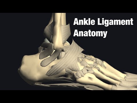 Video: Di manakah terletaknya ligamen calcaneofibular?