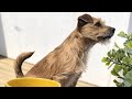 Robbie &amp; Dobby is live 🐕 Have A Blessed Day 🌞 Q &amp; A.  ask away you guys, about me or Dobby 😁🐕