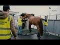 FLYING MY HORSE ACROSS THE WORLD Episode 3|| Chasing the Dream