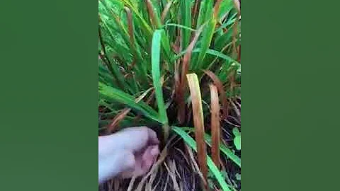 How to Weave a Basket with Day Lily and Iris Foliage | Basket Weaving for Beginners