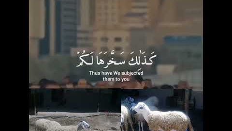 لن ينال الله لحومها ولا دمائها ولكن يناله التقوى منكم سورة الحج الاية37 اللهم تقبل منا ومن إخواننا🤲🤲