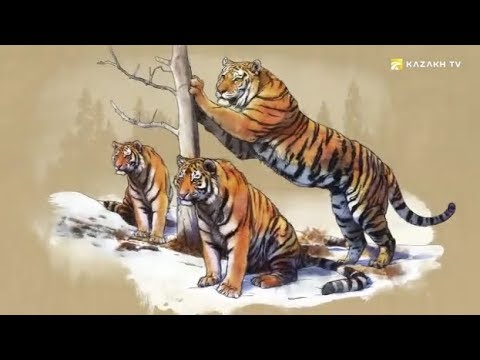 Video: Turanian tiger: habitat (bilde)