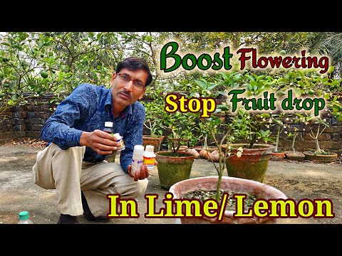 How to Boost flowering and Stop fruit drop in Lime/ Lemon plants