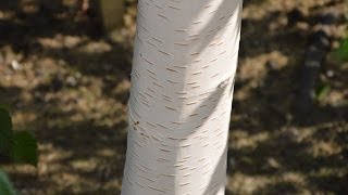 Betula utilis 'Longtrunk' video