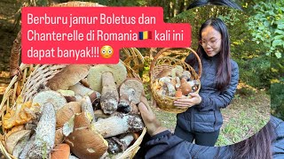 Berburu jamur kali ini banyak banget jamur boletus dan chanterelle😳🇷🇴