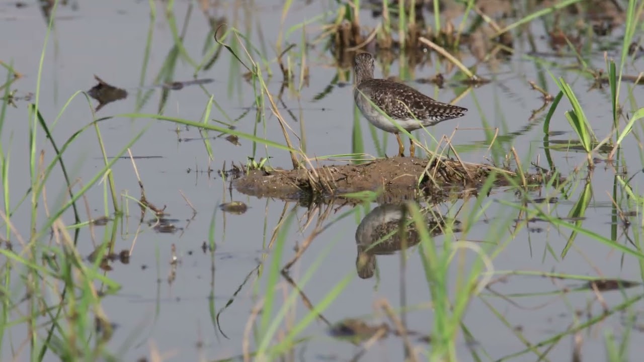 Wood Sandpiper