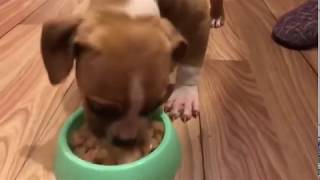 Thor İlkkez Çi̇ğ Et Yerken Ameri̇kan Staffordshi̇re Terri̇er