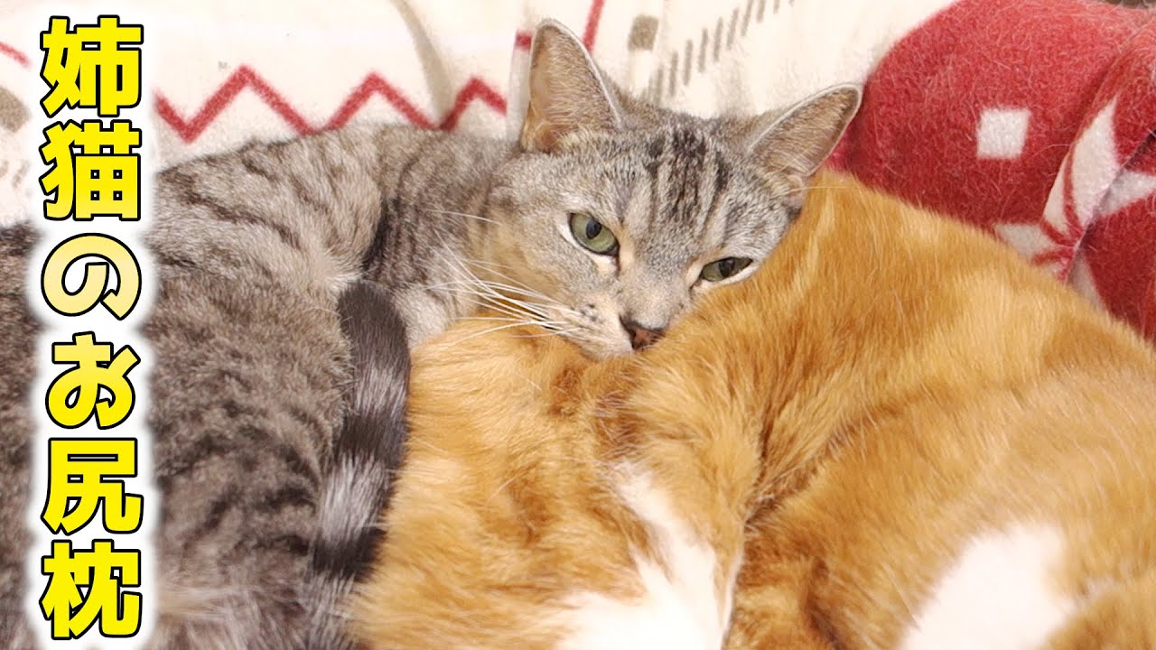 優しいかけ声は逆効果 猫が噛んできた の言い訳2つ 優しいかけ声は逆効果 猫が噛んできた の言い訳2つ