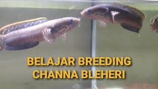 MENCOBA BREEDING CHANNA BLEHERI