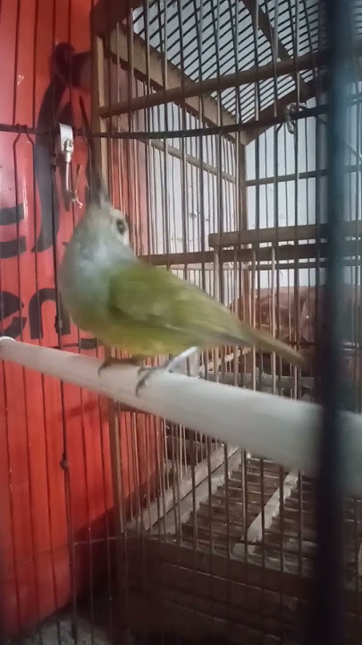 Cucak jempol pancingan Aktif Efektif