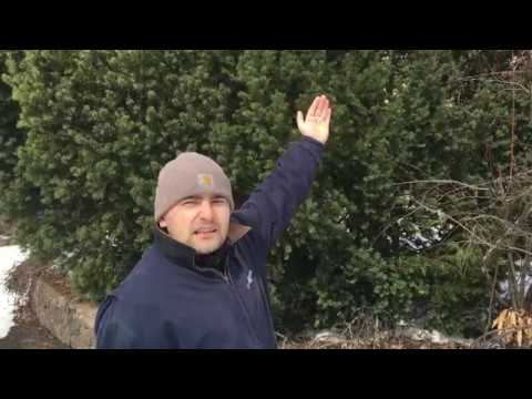 Все о Тисе Ягодном