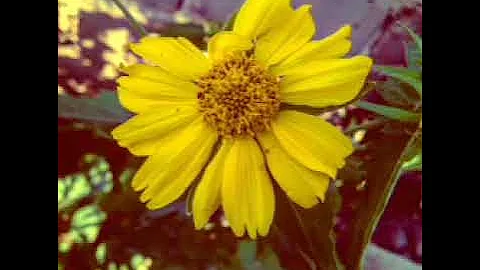 senior oat-give me jesus