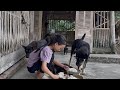 Ngoc Han takes care of puppies - Cooking new dishes - Daily life