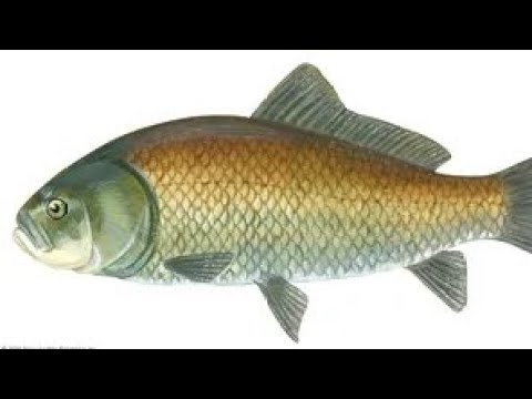 Ukuphupha ufish inhlanzi (+27 60 876 6467)