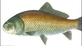 Ukuphupha ufish inhlanzi ( 27 60 876 6467)