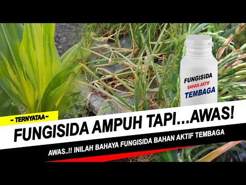 MANFAAT DAN BAHAYA FUNGISIDA BAHAN AKTIF TEMBAGA TONTON DULU SEBELUM PAKAI