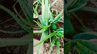 How to take care of aloevera..A Lot of Aloevera in my garden.. #plant