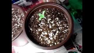 Newbie Update... Day 10 of seedlings