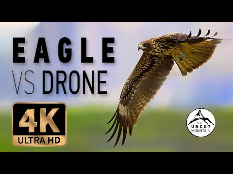 Eagle vs Drone 4K - Bonelli's Eagle attack (Aquila fasciata)