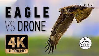 Eagle vs Drone 4K - Bonelli's Eagle attack (Aquila fasciata)