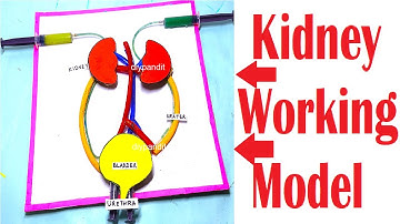 kidney working model science project exhibition - simple and easy - school science | DIY pandit