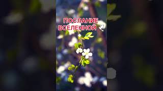 Послание вселенной #шортс #успех #любовь #мудрость #мудрыеслова #цитатыпрожизнь