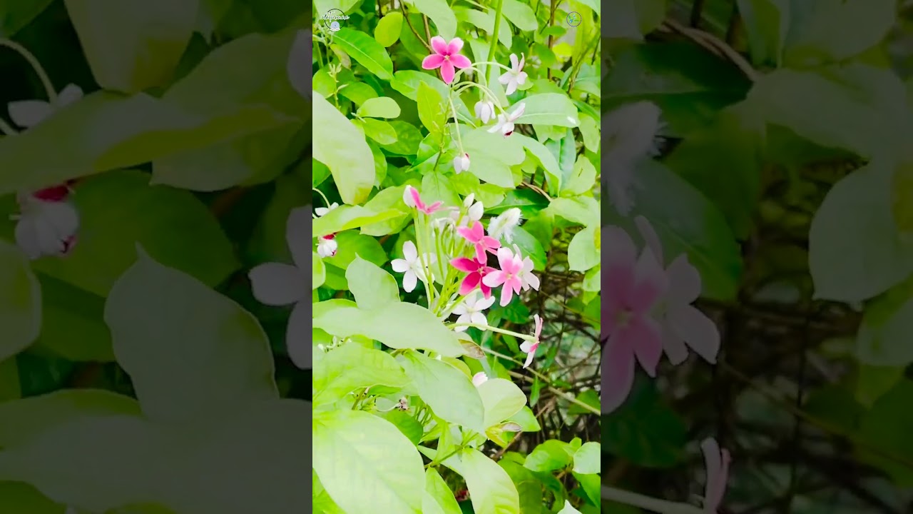A Sea of Rangoon Blossoms | A Floral Waterfall of Pink & Red