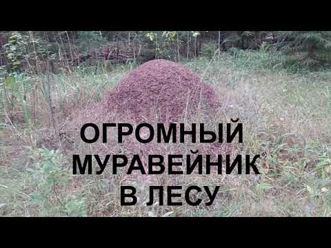 МУРАВЕЙНИК  КАК ОПРЕДЕЛИТЬ ЮГ И СЕВЕР