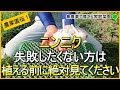 【にんにく栽培】必見!植える前に注意すべきポイント8選【有機農家直伝!無農薬で育てる家庭菜園】 23/9/21