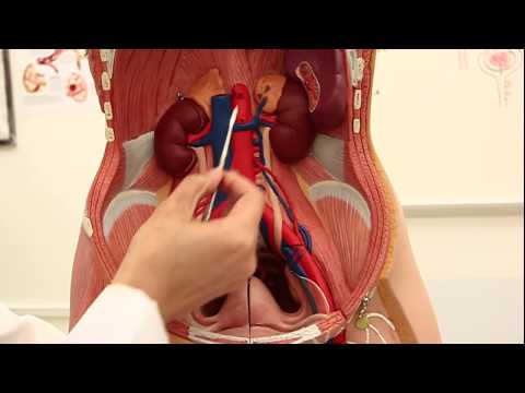 The Anatomy of the Ureter
