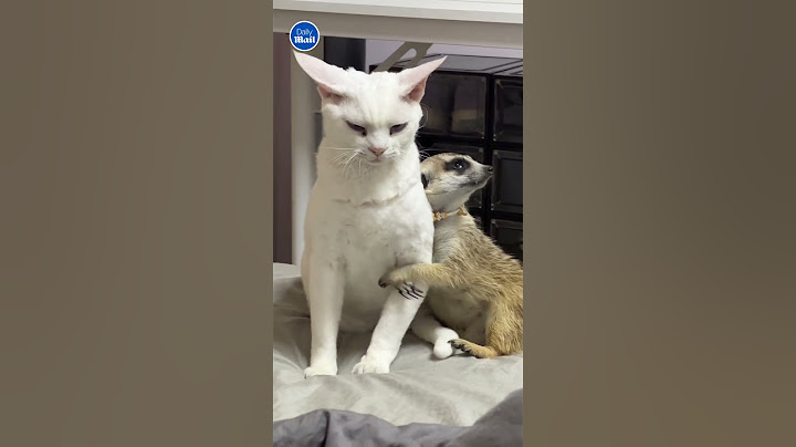 Affectionate meerkat hugs cat