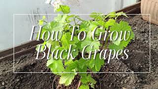 How To Grow Black Grapes | UK Allotment