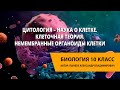 Цитология – наука о клетке. Клеточная теория. Немембранные органоиды клетки