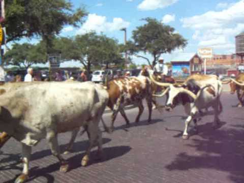 Video: Viehschauen und Rodeos in Texas