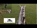 An incredible gallop with the farmers bloodhounds in notgrove  equestrian