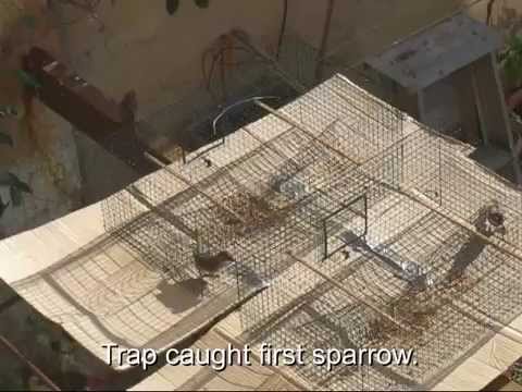 Homemade Sparrow Trap FREE Build Plans - YouTube