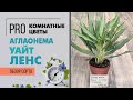 Аглаонема Уайт Ленс - элегантный сорт аглаонемы для комнатного озеленения