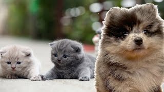 PUPPY REALLY WANTS TO PLAY WITH KITTENS BRITISH SHORTHAIR POMCHI